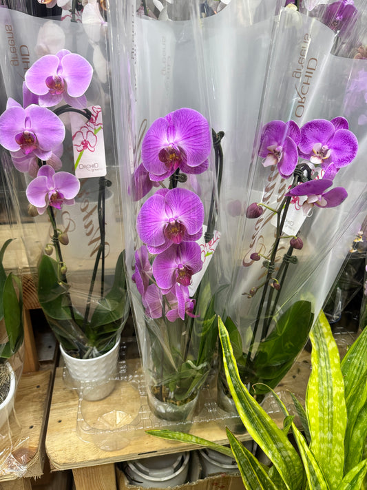 Waterfall White Phalaenopsis Orchid 瀑布形红紫色兰花