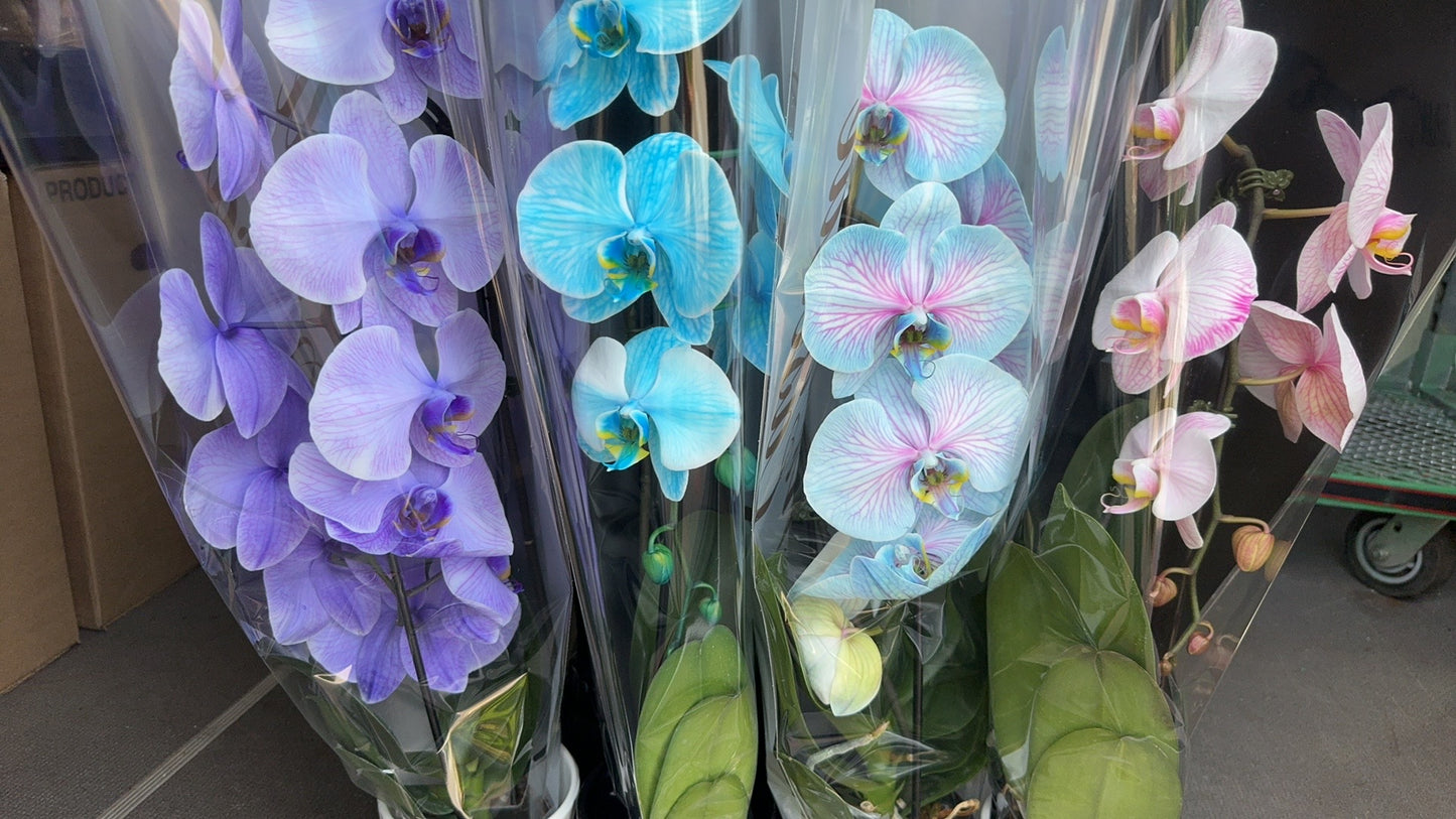 Orchid Dyed color 染色蝴蝶兰 Cascade orchid