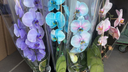 Orchid Dyed color 染色蝴蝶兰 Cascade orchid