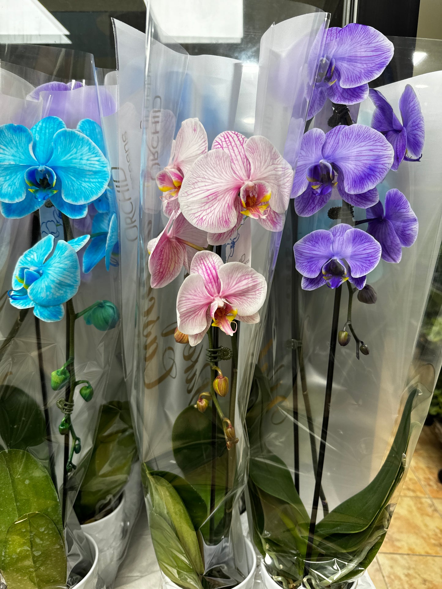 Orchid Dyed color 染色蝴蝶兰 Cascade orchid