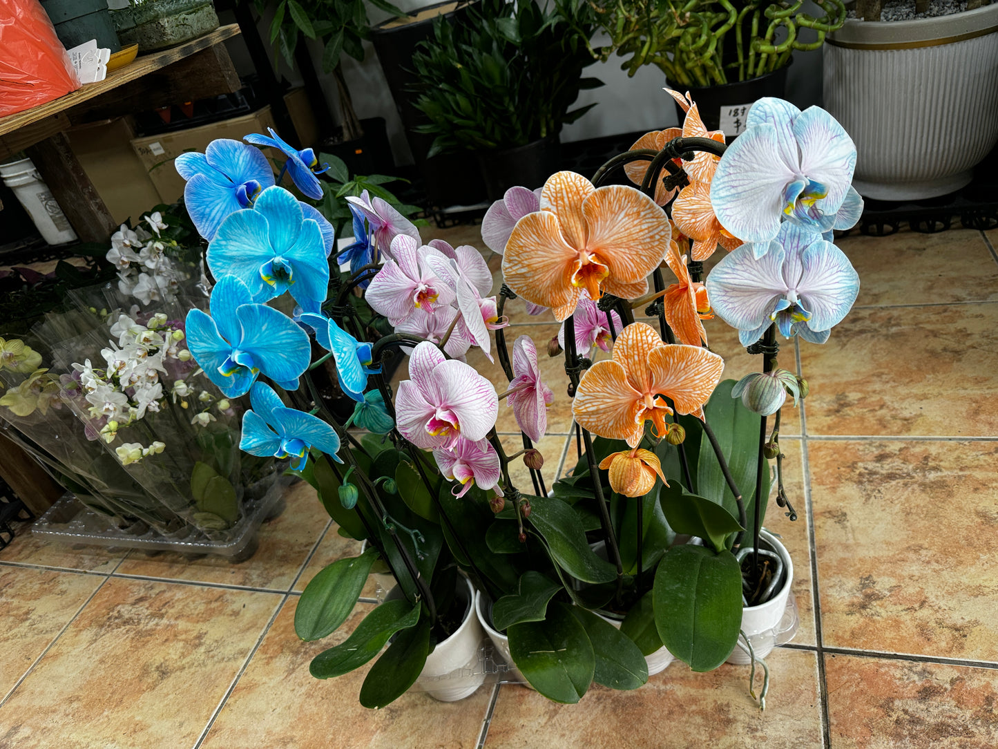 Orchid Dyed color 染色蝴蝶兰 Cascade orchid