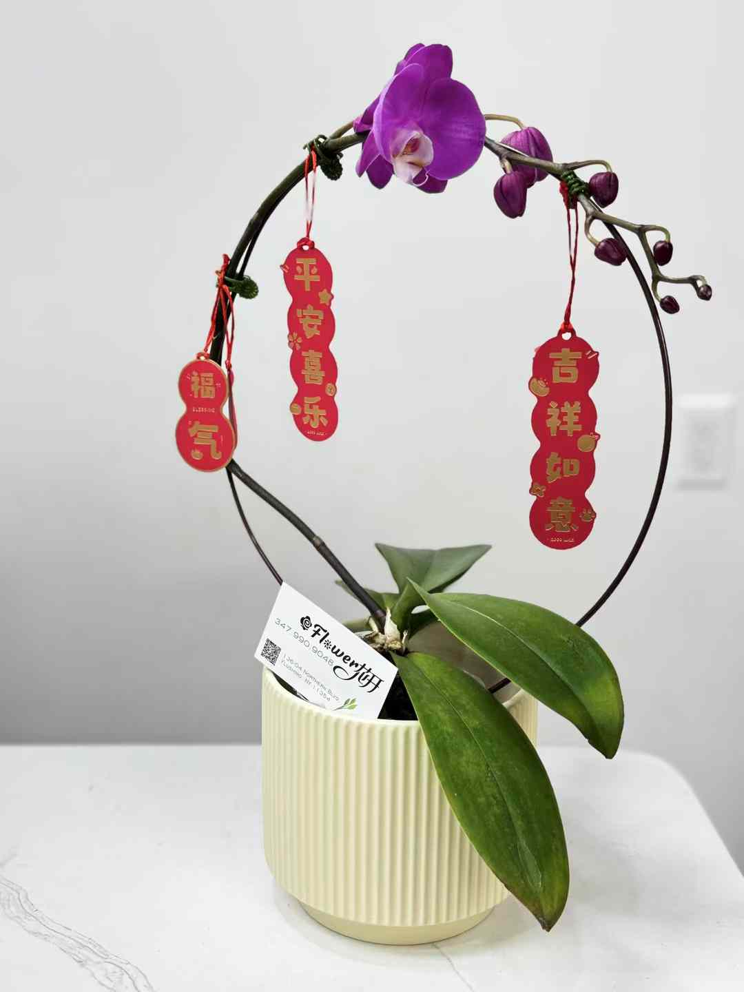 Single Orchid 迷你小兰花