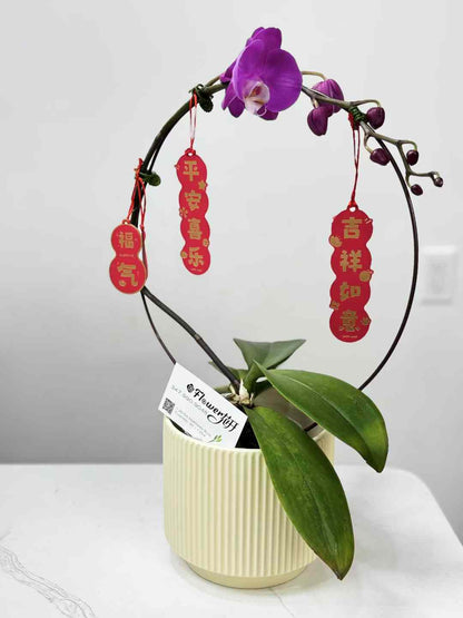 Single Orchid 迷你小兰花