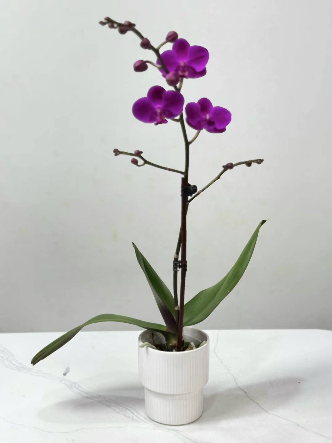 Single Orchid 迷你小兰花