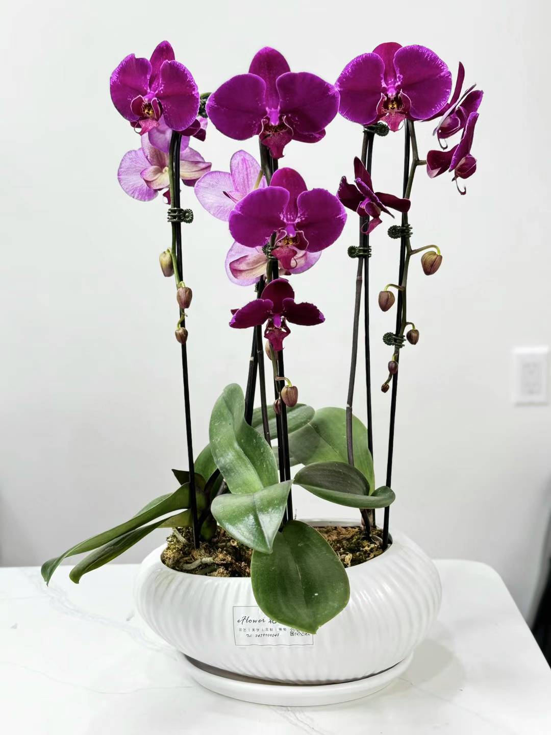 Orchid potting Phalaenopsis 红色 蝴蝶兰 白盆