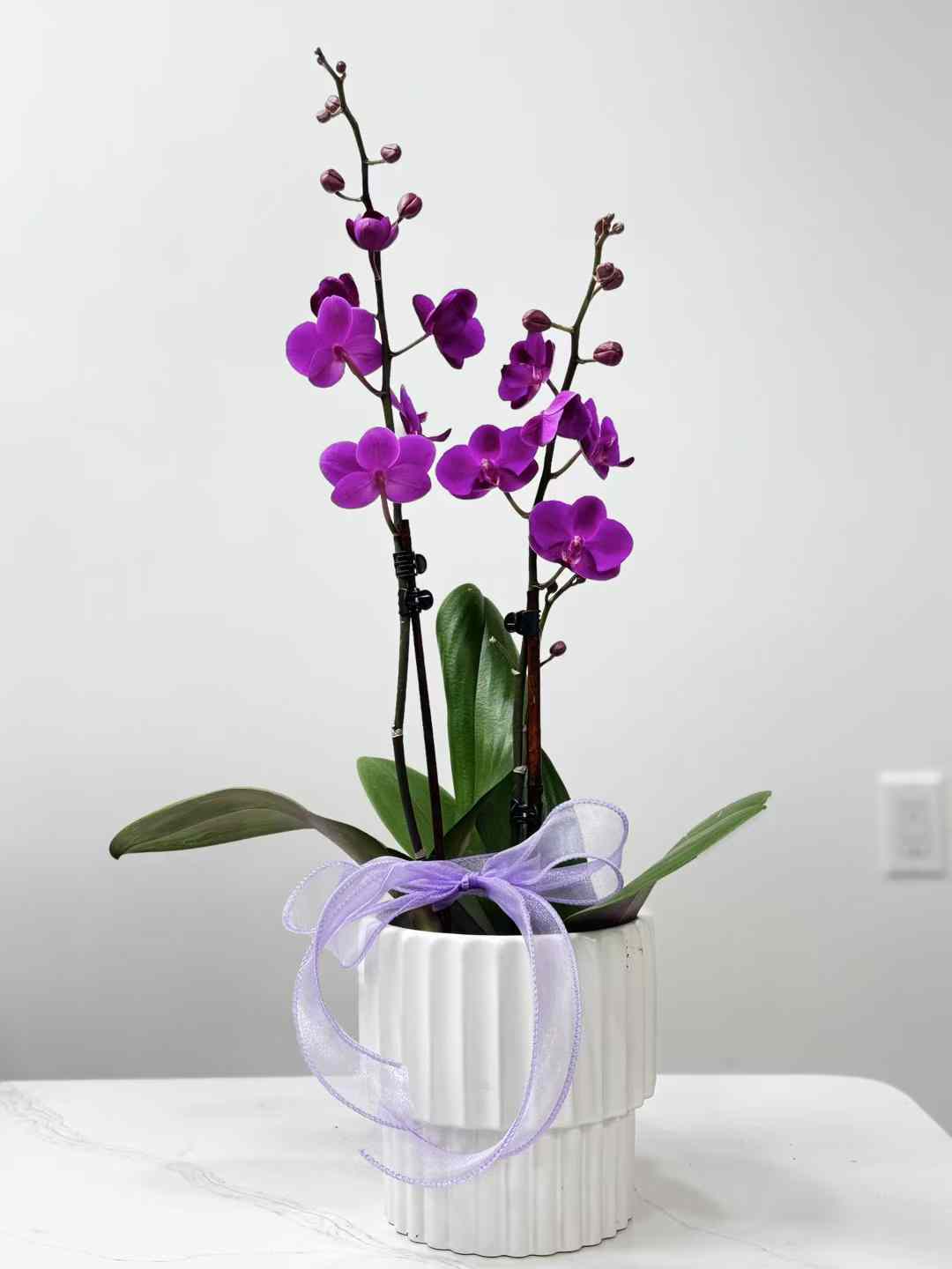 Single Orchid 迷你小兰花
