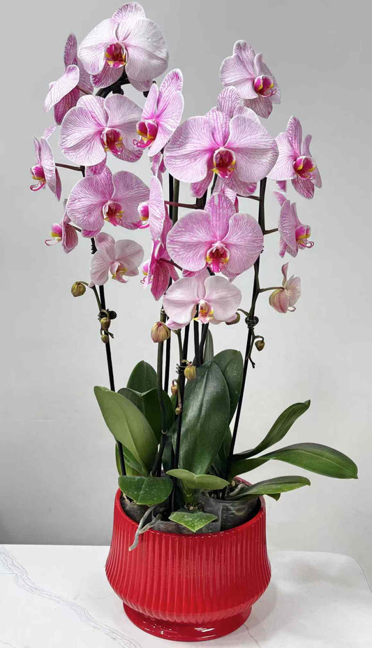 Orchid potting Phalaenopsis 红色 蝴蝶兰 白盆