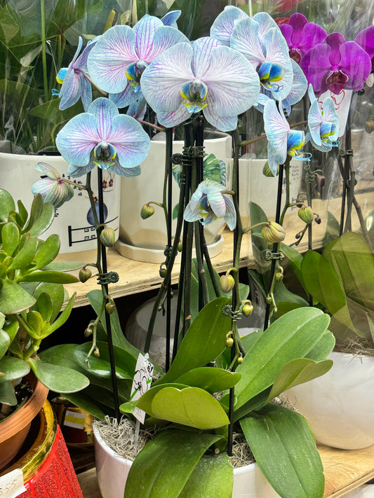 Orchid combination with pot fusion color