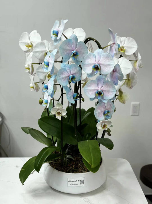 Orchid fusion color 低饱和度的兰花组合