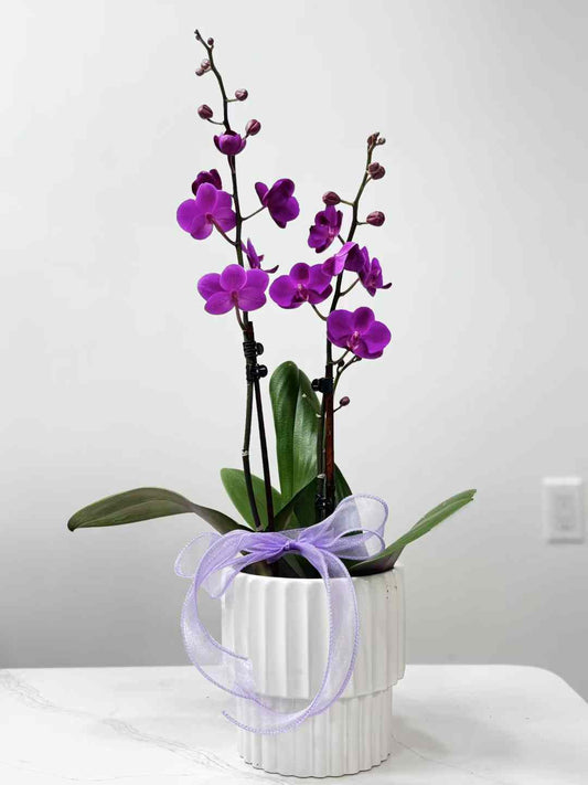 Phalaenopsis Red with White Pot 中国红小兰花