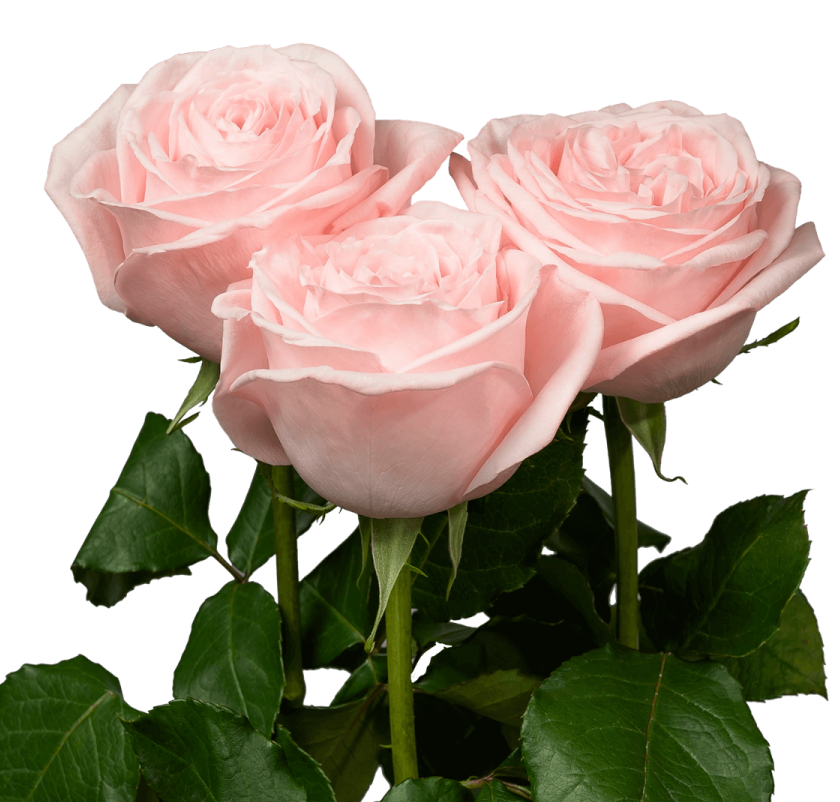 Rose Pink O’Hara 粉荔枝