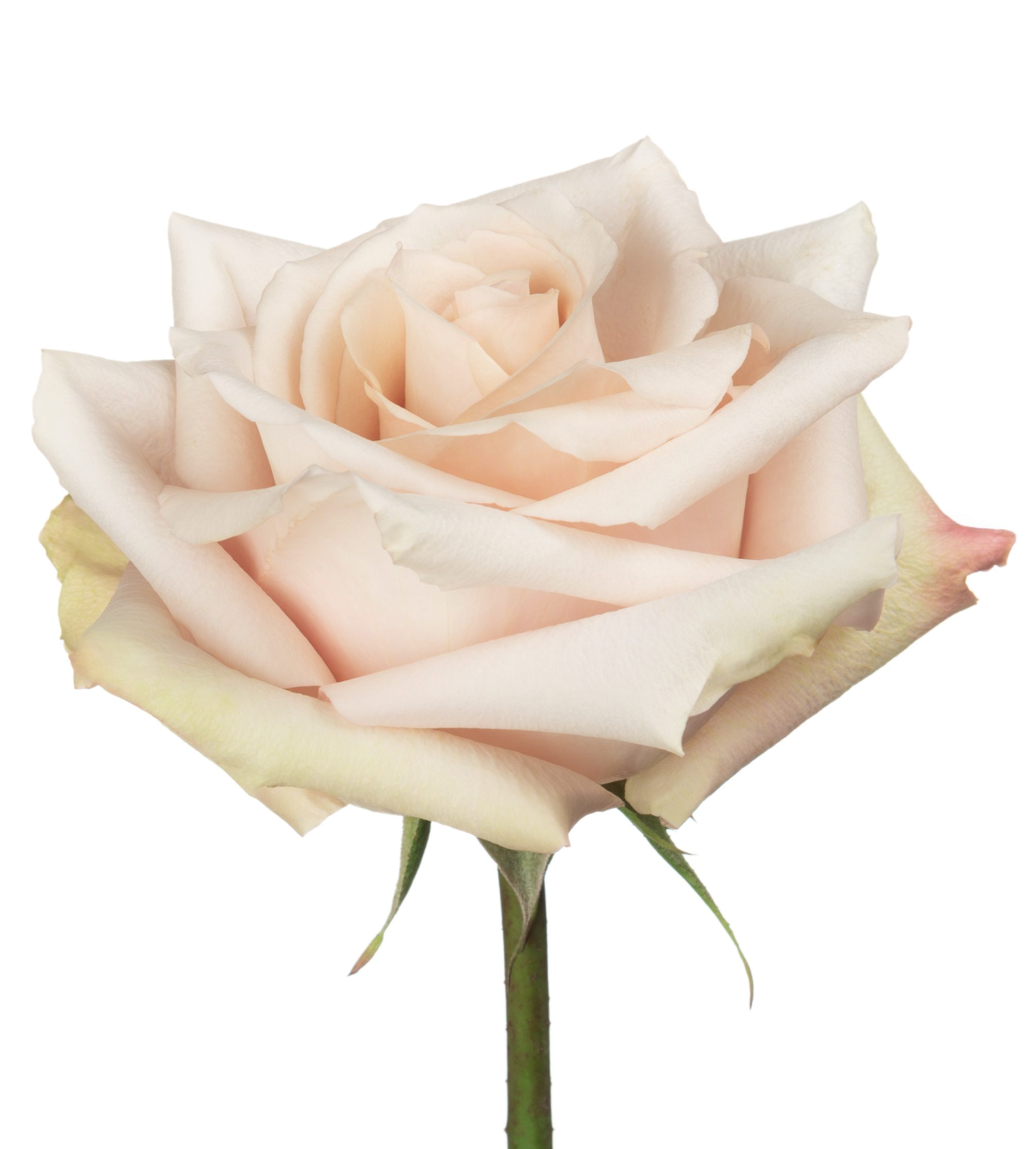 Rose Quicksand 流沙