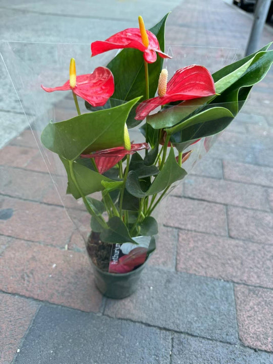 Red Anthurium 红掌