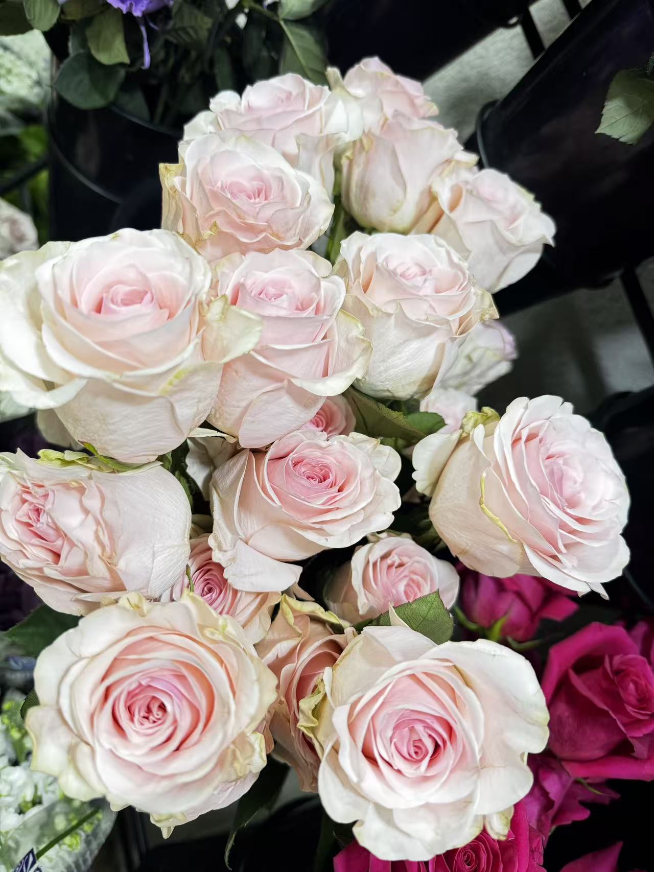 Rose Novia 若维玫瑰