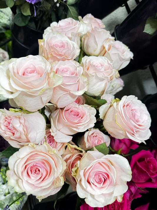 Rose Novia 若维玫瑰