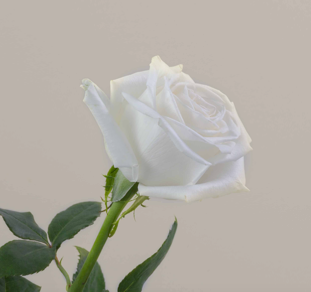 Rose Playa Blanca 白色沙滩