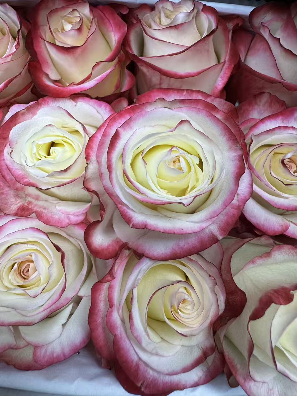 Rose sweetness 小甜心