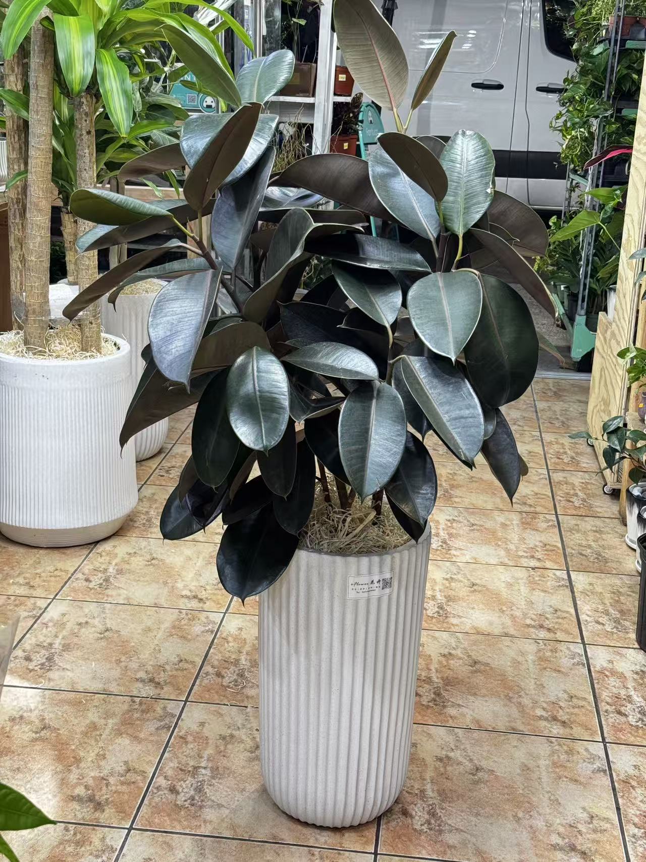 Ruber tree 橡皮树