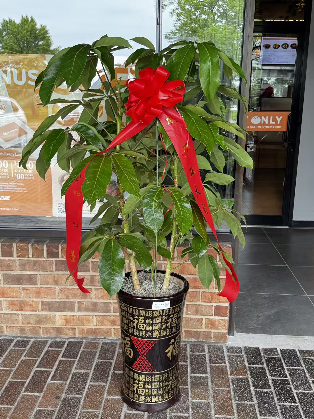 Schefflera 美国发财树