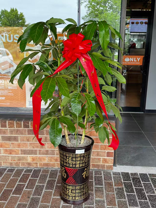 Schefflera 美国发财树