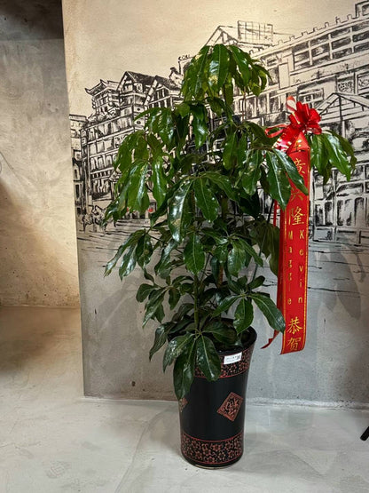 Schefflera 美国发财树