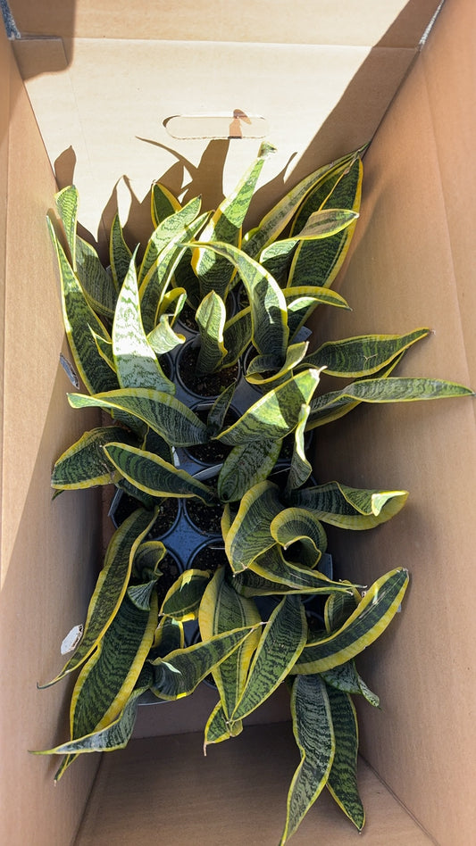 Snack Plant 虎尾兰 4“