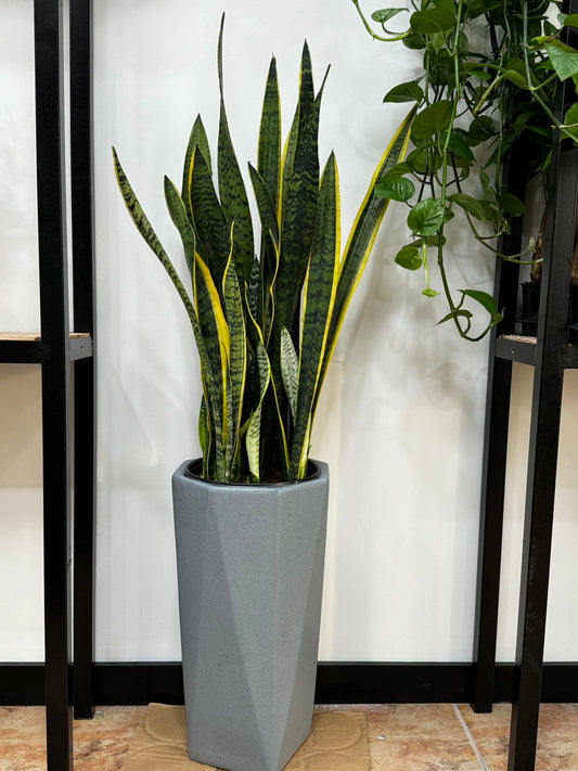 Snake plant 虎皮兰