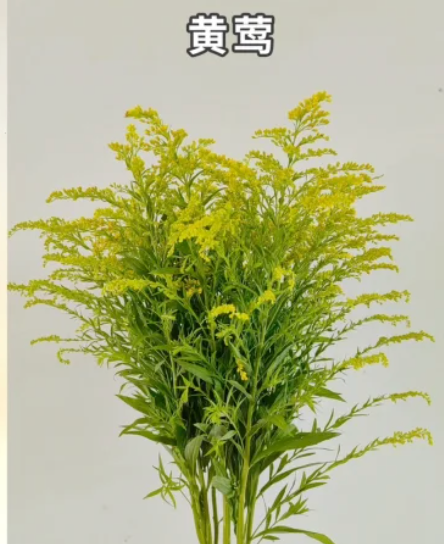 Solidago 黄莺