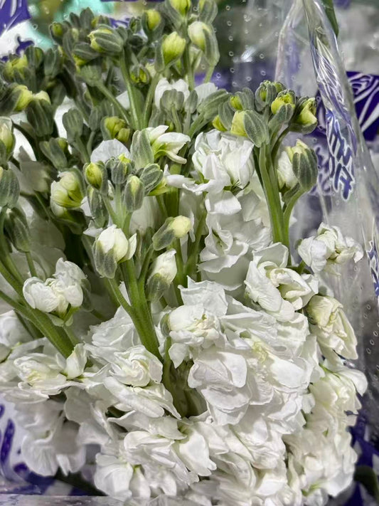 Garden Stock - Matthiola incana (African Violet) 紫罗兰