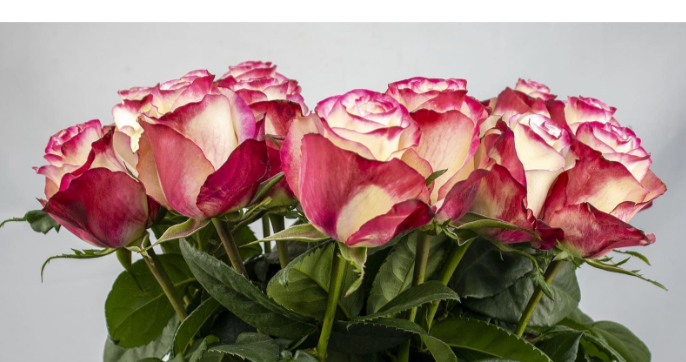 Rose Sweetness 香妃玫瑰