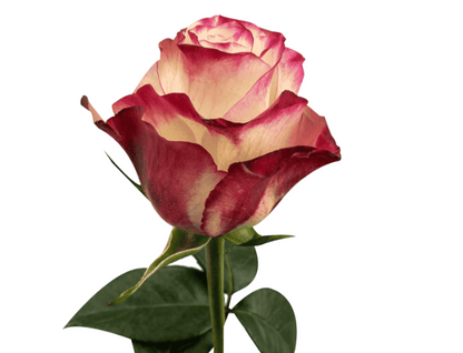 Rose Sweetness 香妃玫瑰