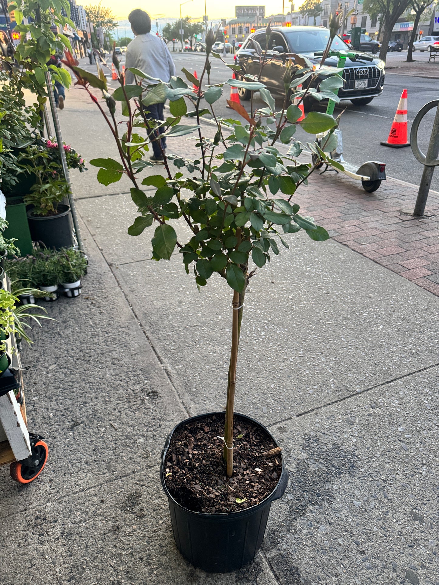 Tree Rose Red 树玫瑰