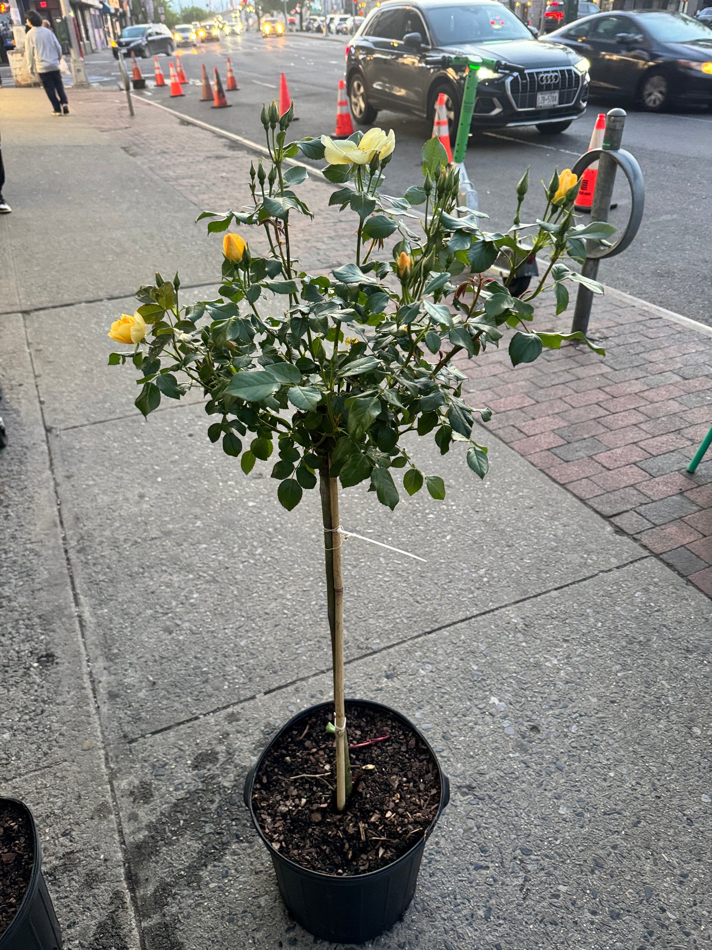 Tree Rose Red 树玫瑰