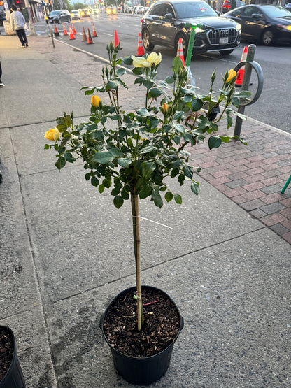 Tree Rose Red 树玫瑰