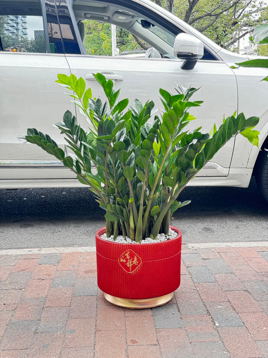 zz plant 金钱树 10"