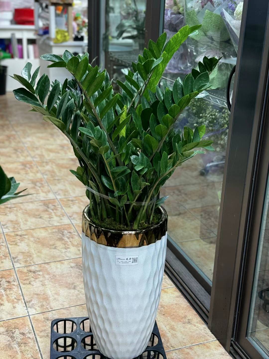zz plant 金钱树 14"