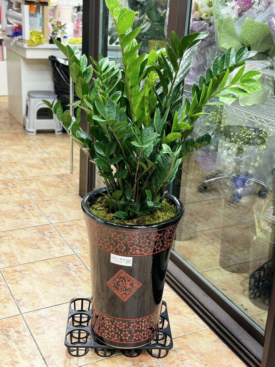 zz plant 金钱树 12"