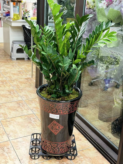 zz plant 金钱树 12"