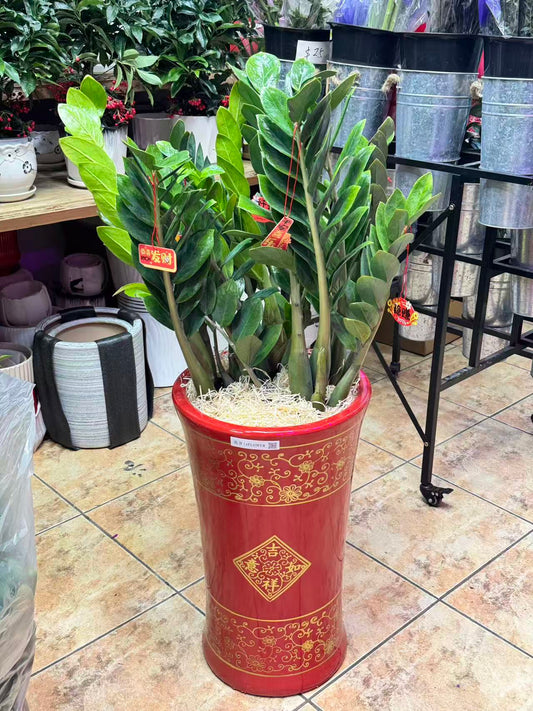 ZZ plant 金钱树红盆