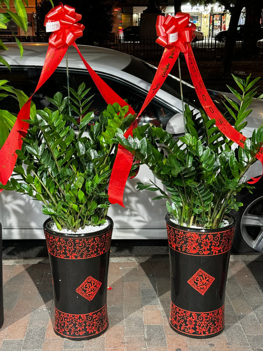 zz plant 金钱树 12"