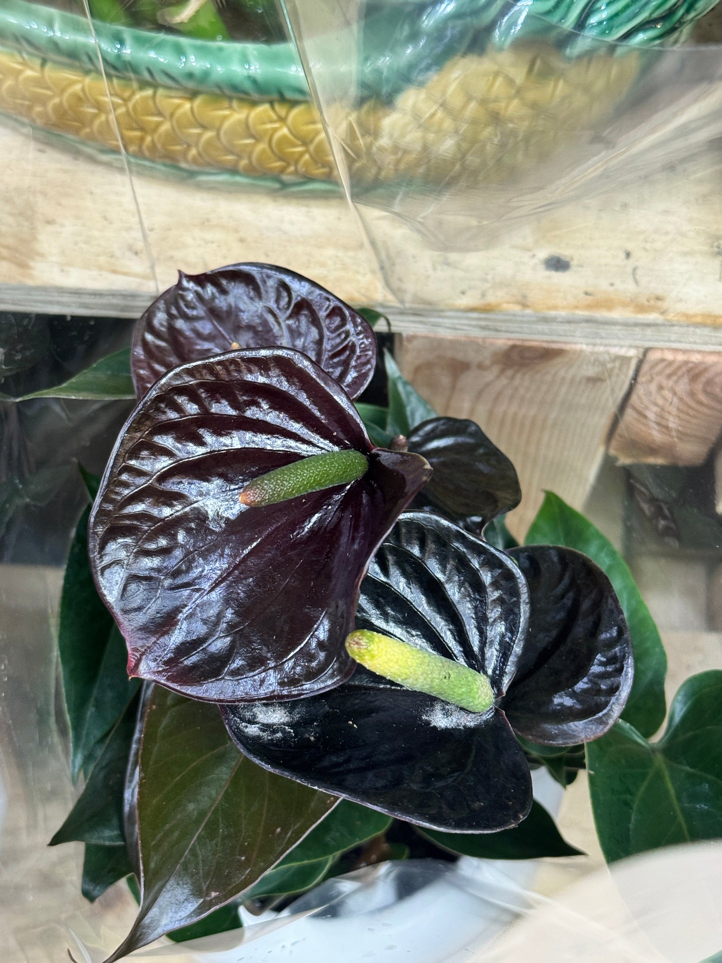 红掌黑色 anthurium black 6“