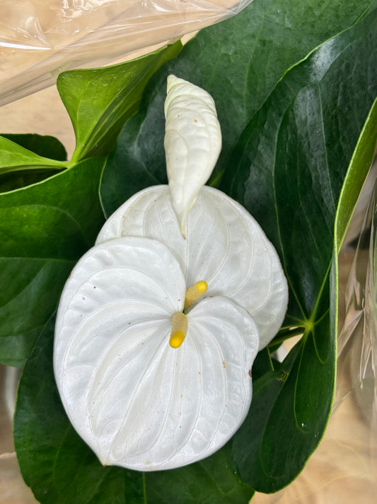 Anthurium white 红掌白色 6"