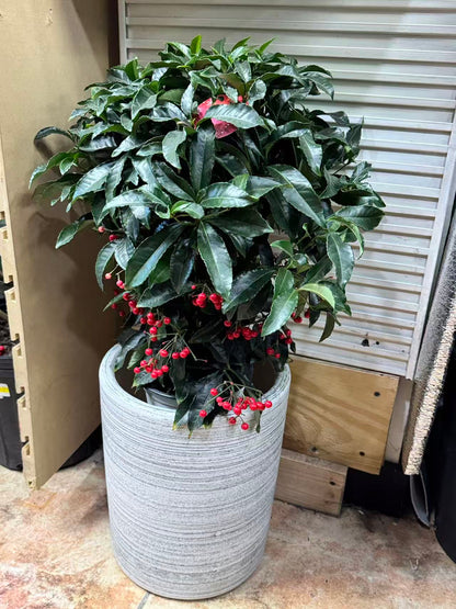 Ardisia 黄金万两