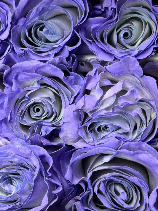 Rose 蓝色薰衣草 blue lavender
