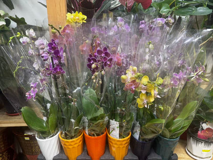 mini orchid 小兰花