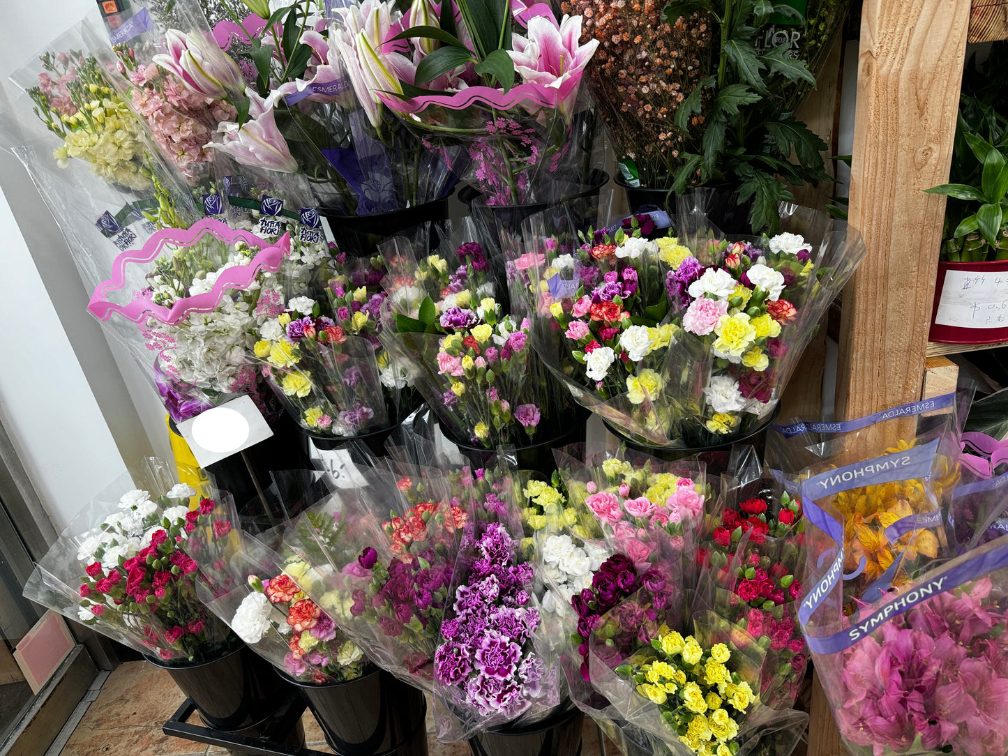 carnation 小康乃馨