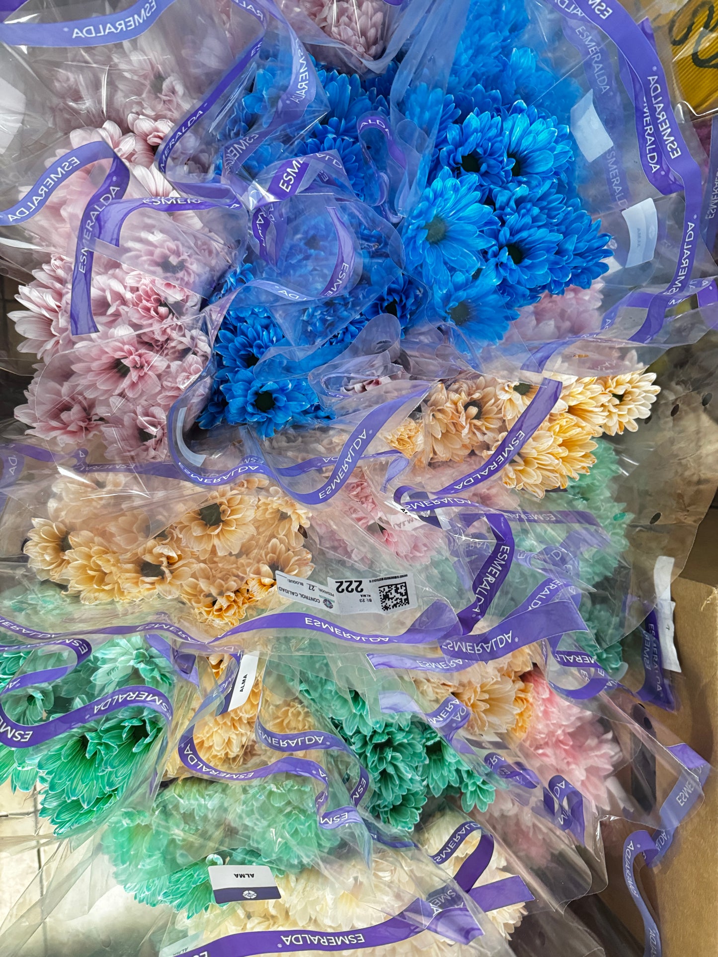 菊花彩色 color daisy