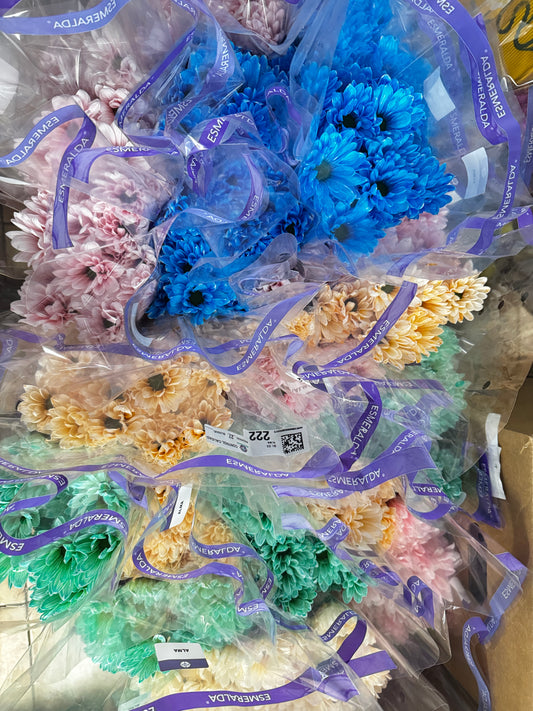 菊花彩色 color daisy