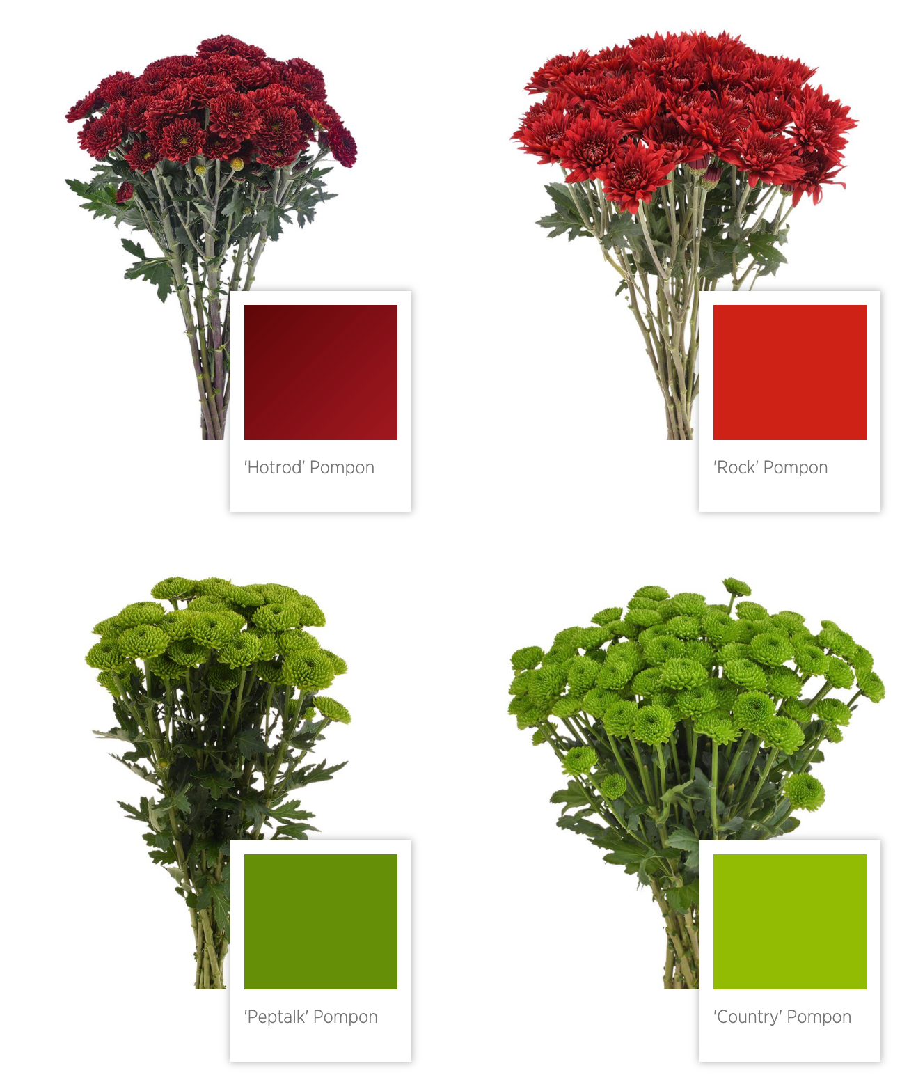 cushion pompon Chrysanthemum 乒乓菊