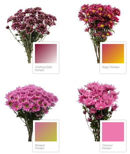 cushion pompon Chrysanthemum 乒乓菊